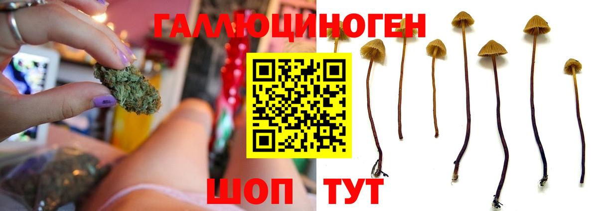 Анапа  Псилоцибиновые грибы Psilocybine cubensis  Вход с VPN 